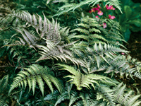 Hardy Fern Athyrium nip.'Metallicum'